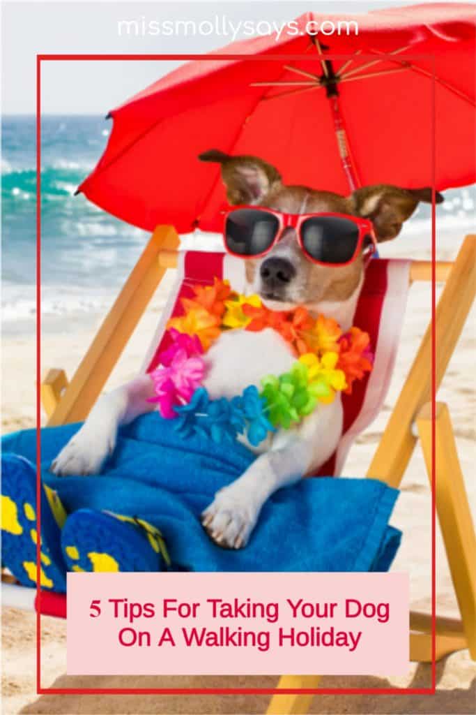 5 Tips For Taking Your Dog On A Walking Holiday Miss Molly Says