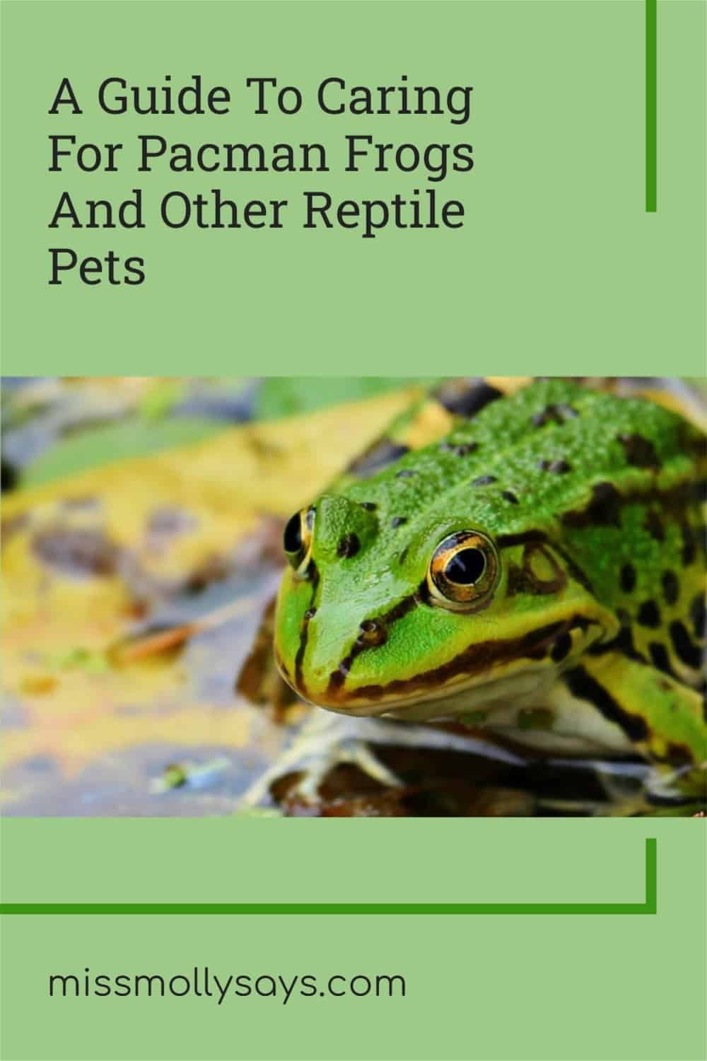 A Guide To Caring For Pacman Frogs And Other Reptile Pets Miss Molly Says