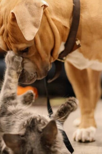 Is Pet Insurance Worth It