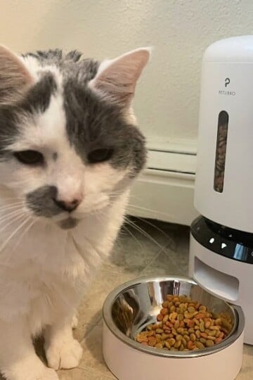 Cat with pet feeder