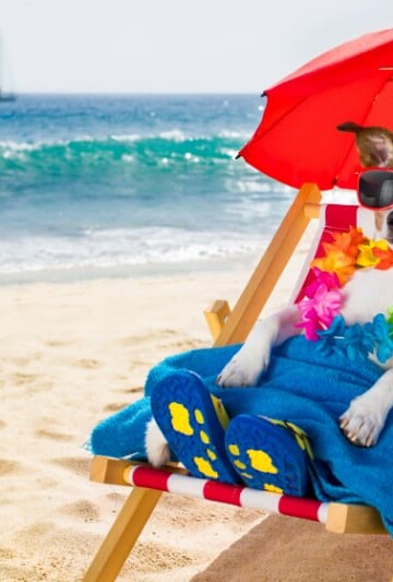 Dog sitting in chair at beach with sunglasses on