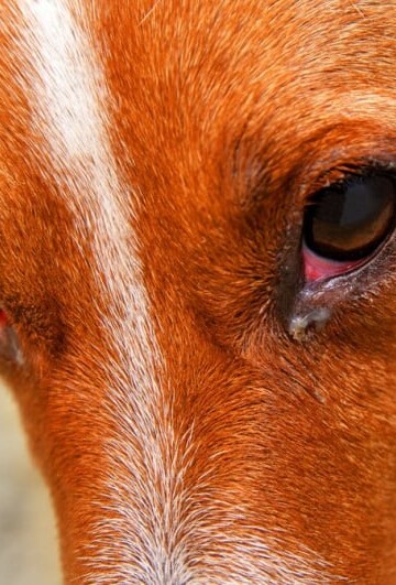 Dog with Pink Eye