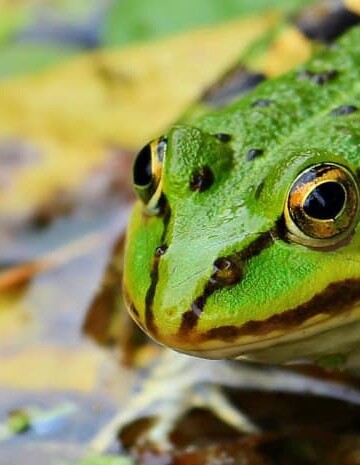 Green frog in pond water