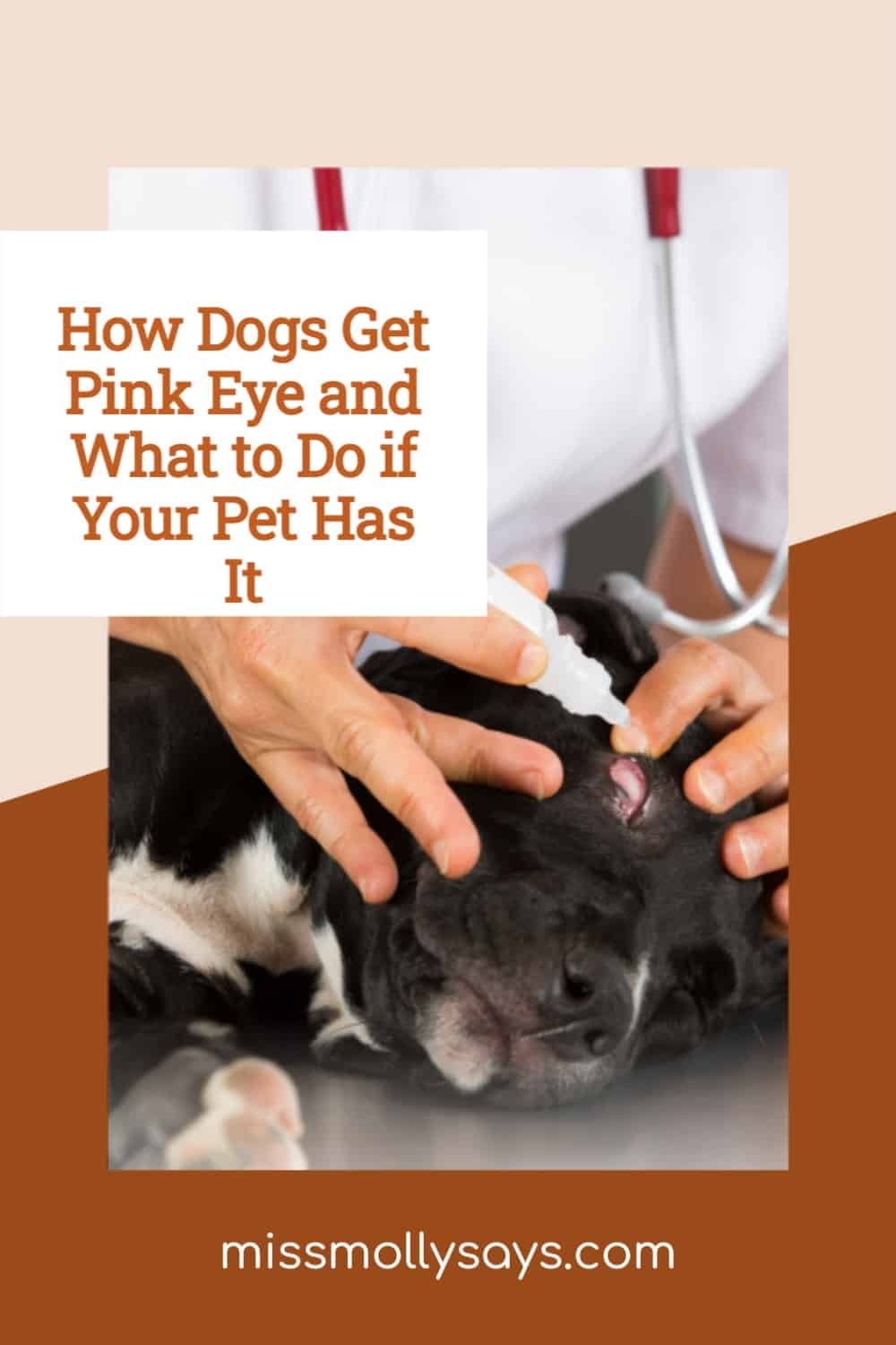 How Dogs Get Pink Eye and What to Do if Your Pet Has It Miss Molly Says