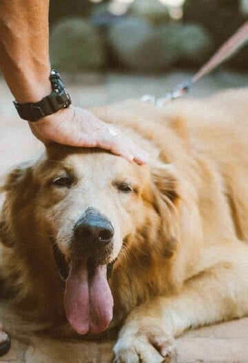 Man with hand on top of dog's head