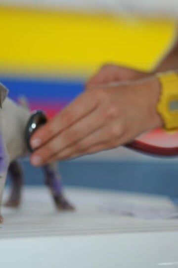 6 Qualities You Need To Look For In A Vet