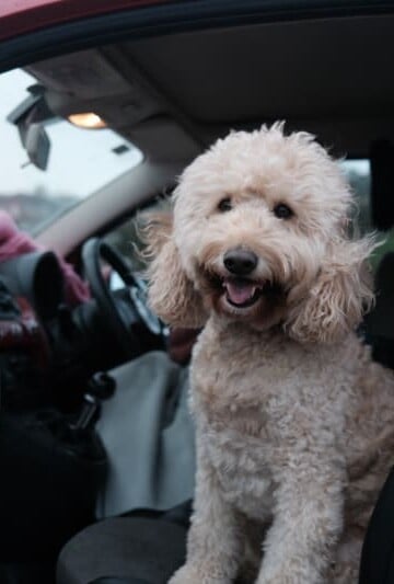 White dog sitting in a car