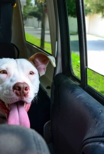 White pit bull in back of car