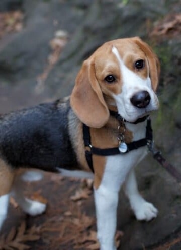 Beagle in a harness and leash