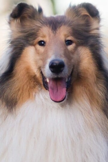 Beautiful Rough Collie dog