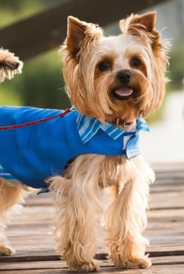 Beautiful Yorkie wearing a royal blue vest