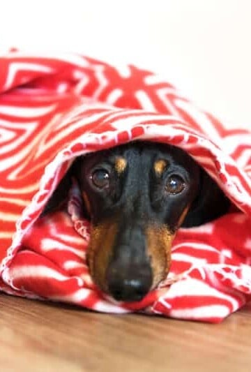 Black and tan Dachshund dog wrapped in a red and white blanket