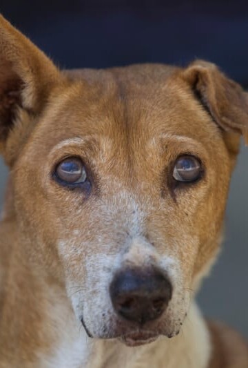 Brown dog with the start of cataracts