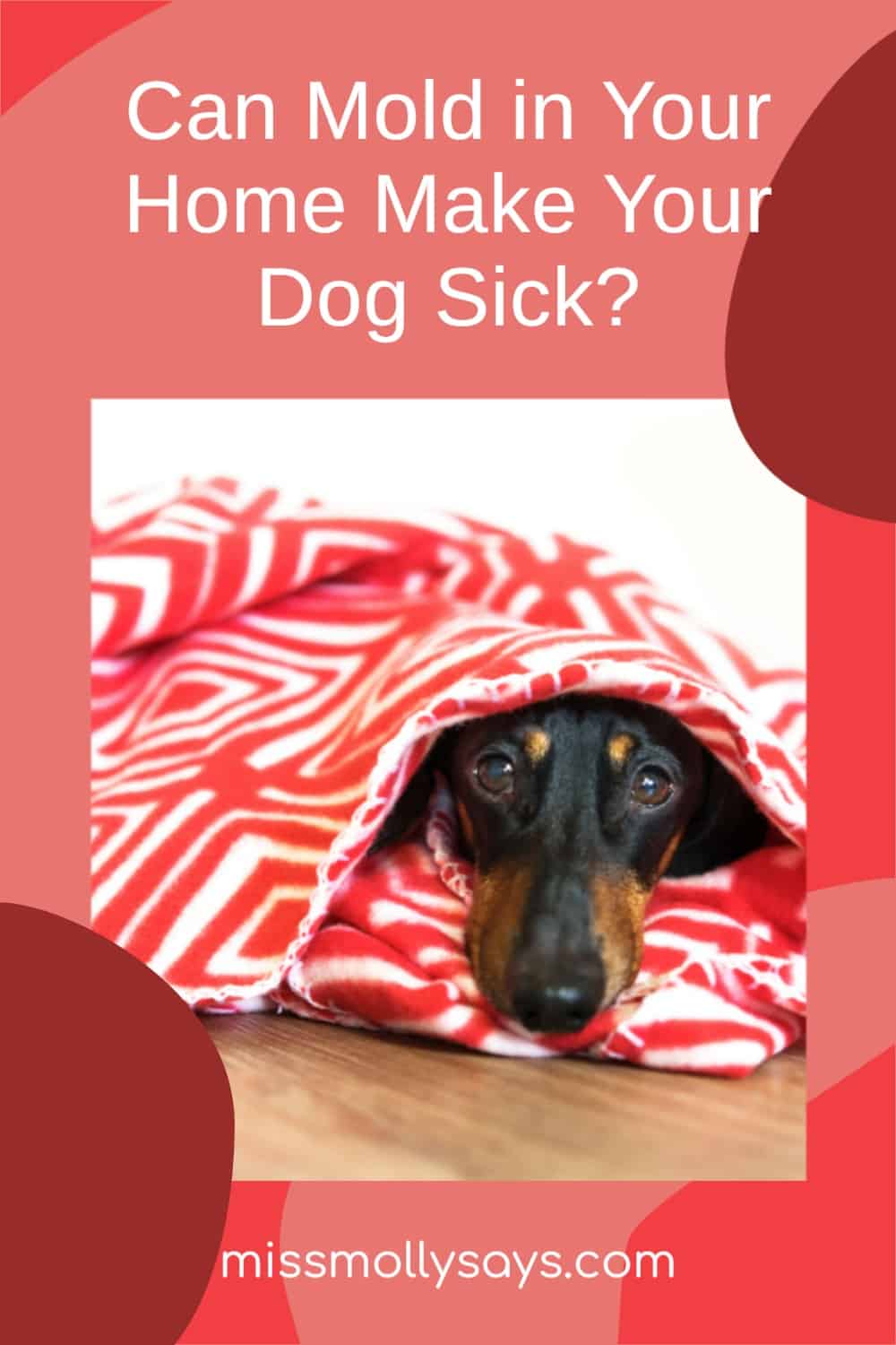 Can Mold in Your Home Make Your Dog Sick? Miss Molly Says