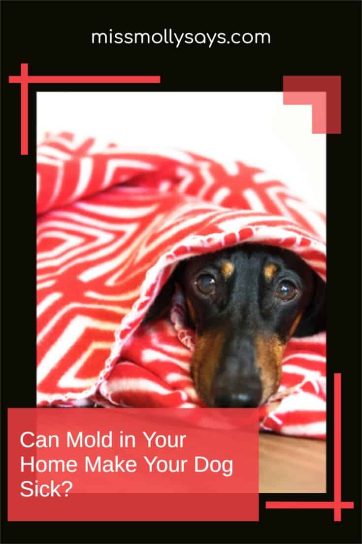 Can Mold in Your Home Make Your Dog Sick? Miss Molly Says