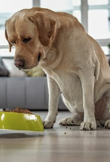 Dog being given kibble in a ceramic food bowl
