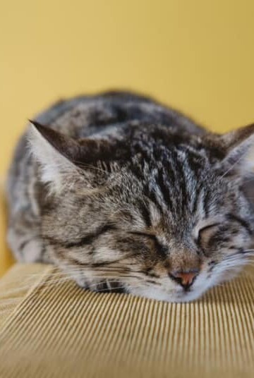 Gray cat sleeping on the back of a tan sofa