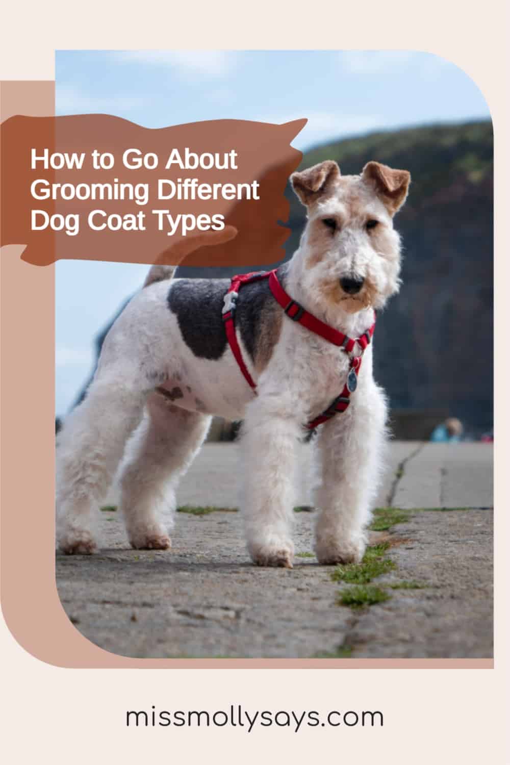 How to Go About Grooming Different Dog Coat Types Miss Molly Says