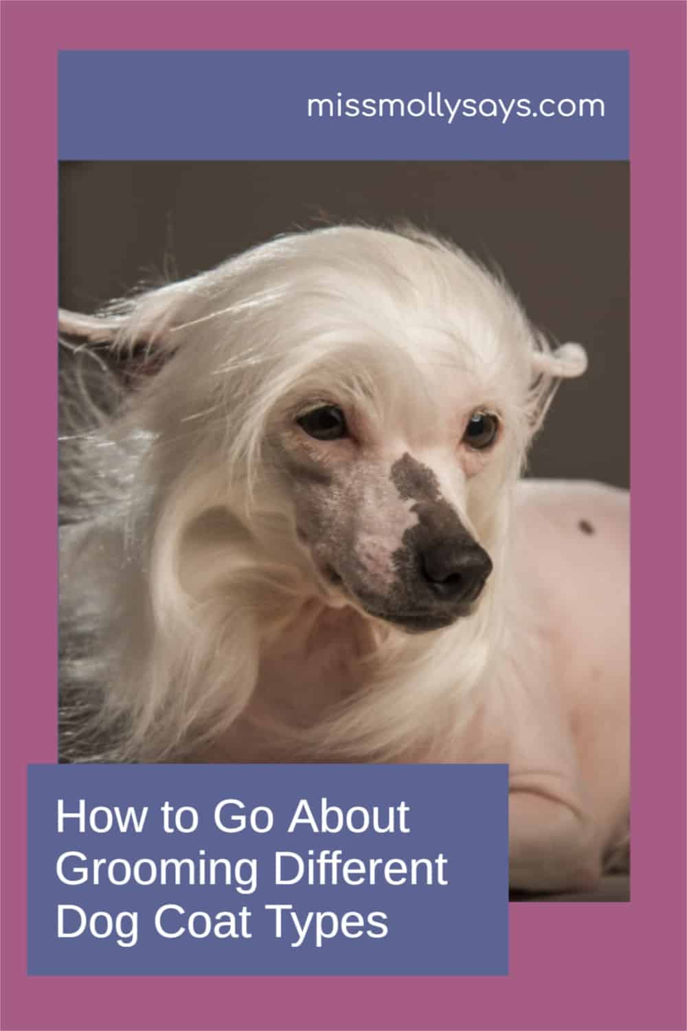 How to Go About Grooming Different Dog Coat Types Miss Molly Says