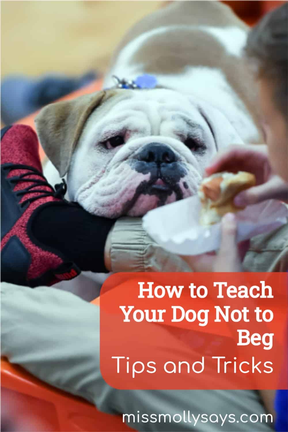 How to Teach Your Dog Not to Beg Tips and Tricks Miss Molly Says