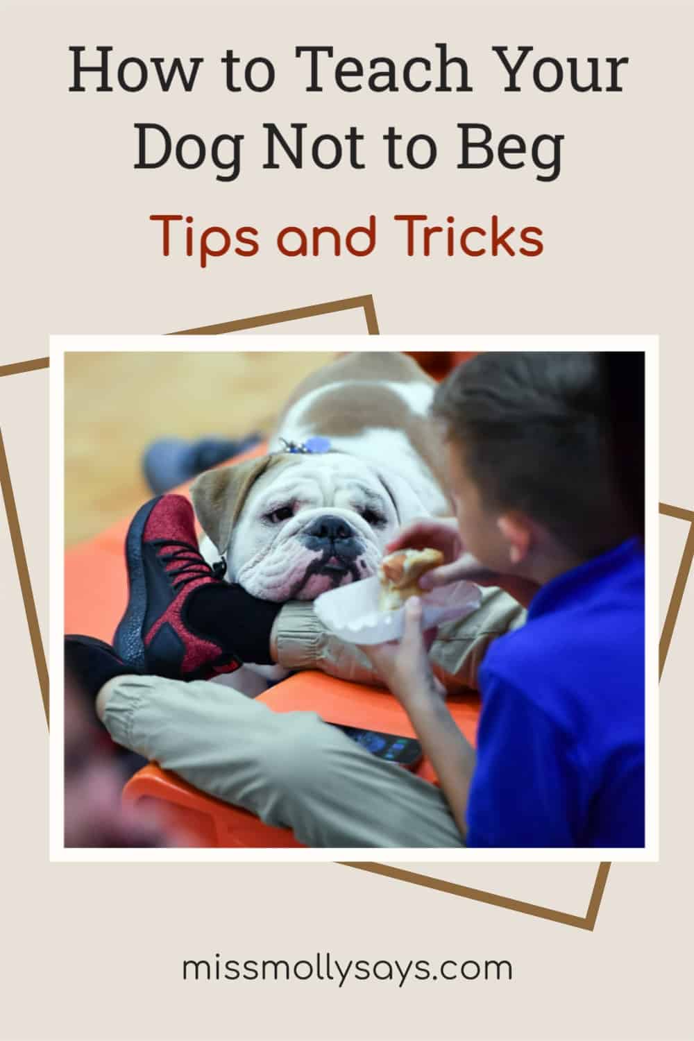 How to Teach Your Dog Not to Beg Tips and Tricks Miss Molly Says