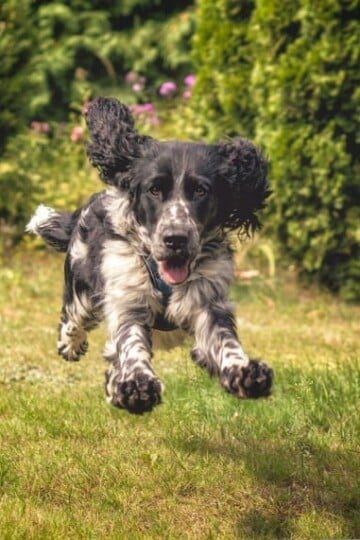 Spaniel running in a grassy field