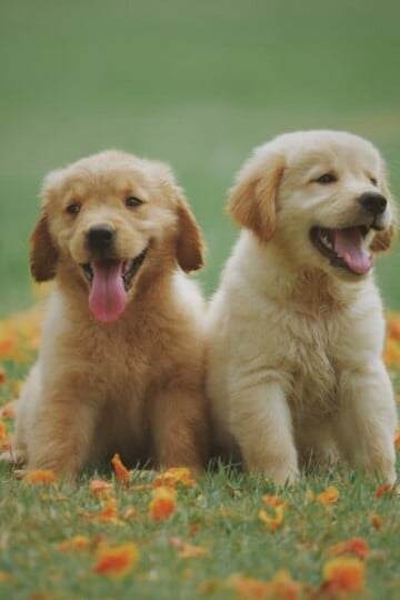 Two small puppies sitting in the grass