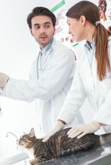 Vet examing x-rays of gray cat laying on table