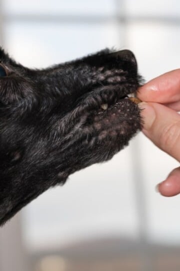 Woman's hand giving a black dog a treat