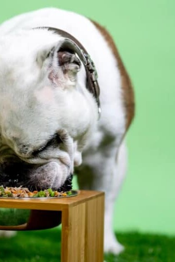 4 Tricks To Improve the Health of Your Pets