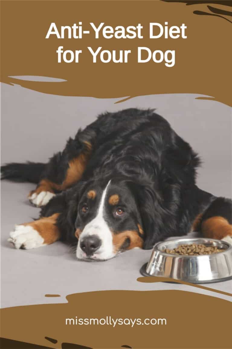 Anti-Yeast Diet for Your Dog - Miss Molly Says