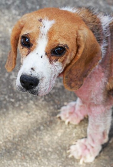 Beagle with mange