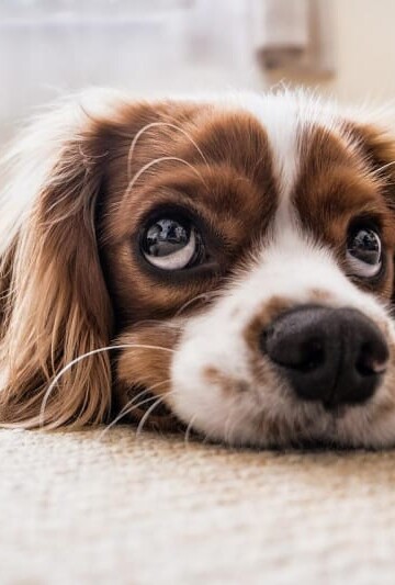 Closeup of brown and white cocker spaniel