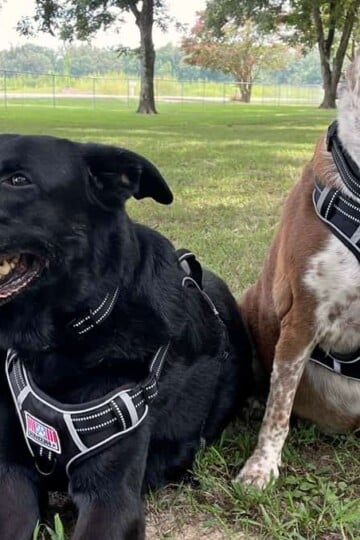 Enjoy Your Best Friend More with a Rywell No Pull Dog Harness