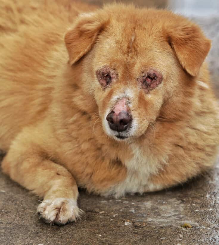 What is the Best Home Remedy For Dog Mange? Miss Molly Says