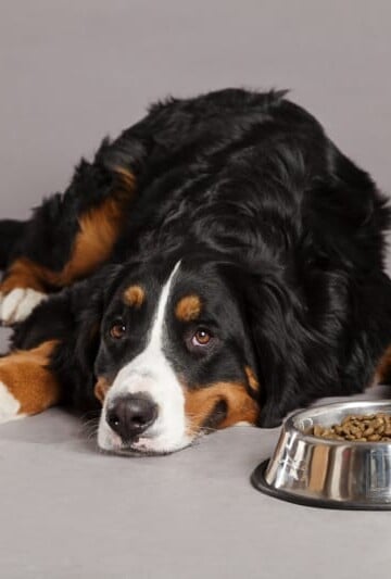 Large dog laying beside bowl of kibble