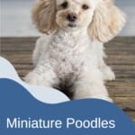Miniature Poodles – How to Care for Them the Right Way?