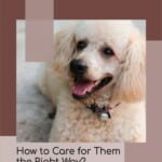 Miniature Poodles – How to Care for Them the Right Way?