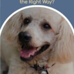 Miniature Poodles – How to Care for Them the Right Way?
