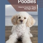 Miniature Poodles – How to Care for Them the Right Way?