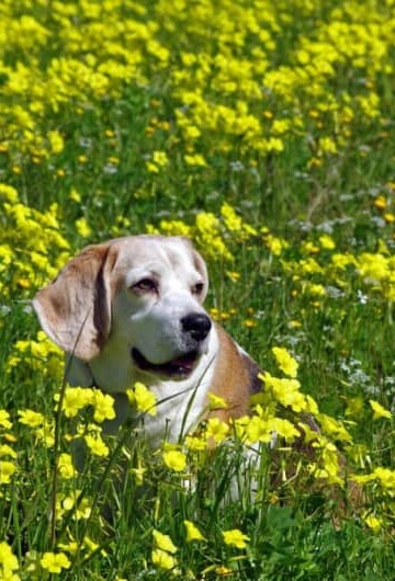 Options for Treating Your Dog's Allergies