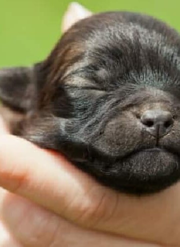 Person holding a days-old black puppy in their hands