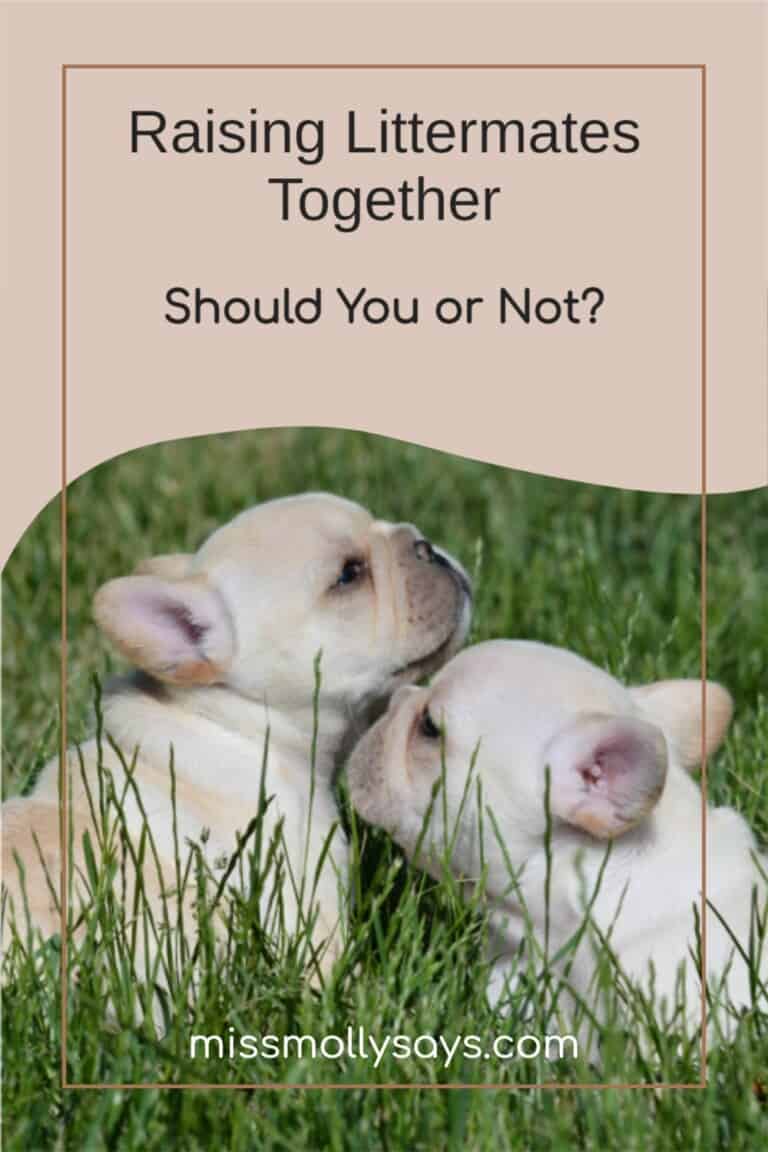 Raising Littermates Together Should You or Not? Miss Molly Says