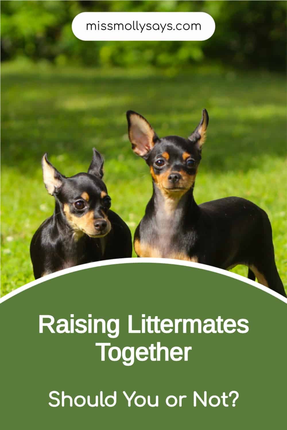 Raising Littermates Together Should You or Not? Miss Molly Says