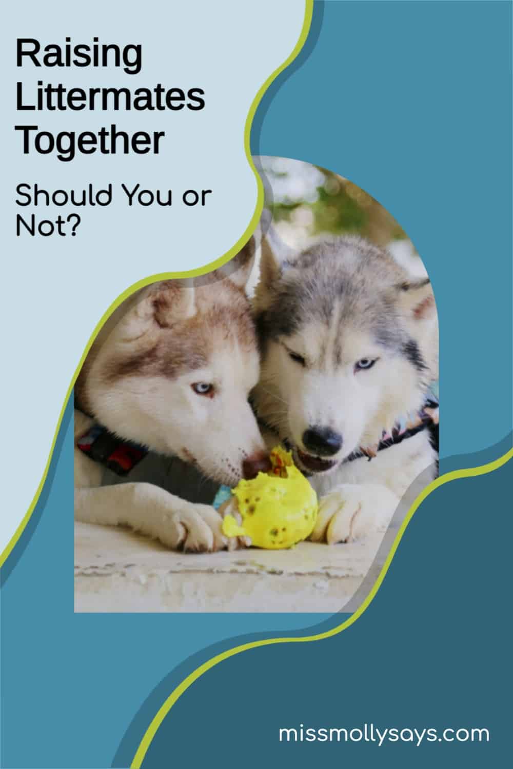 Raising Littermates Together Should You or Not? Miss Molly Says