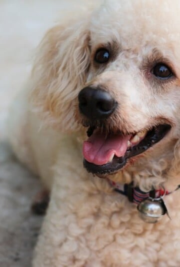 Small blonde poodle