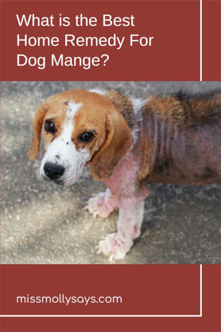 What is the Best Home Remedy For Dog Mange? Miss Molly Says