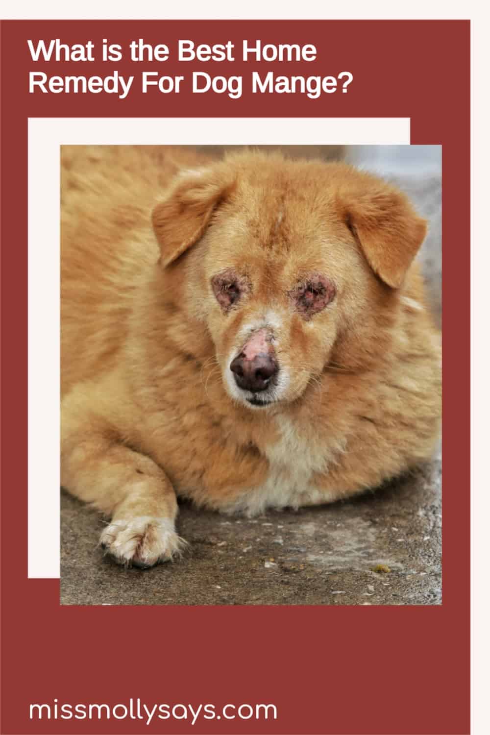 What is the Best Home Remedy For Dog Mange? Miss Molly Says