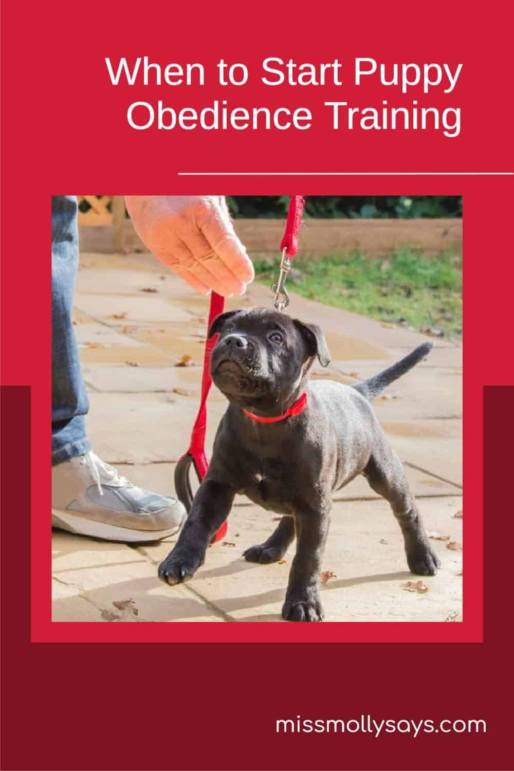 When to Start Puppy Obedience Training Miss Molly Says