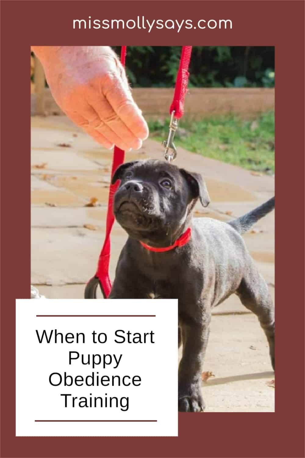 When to Start Puppy Obedience Training Miss Molly Says
